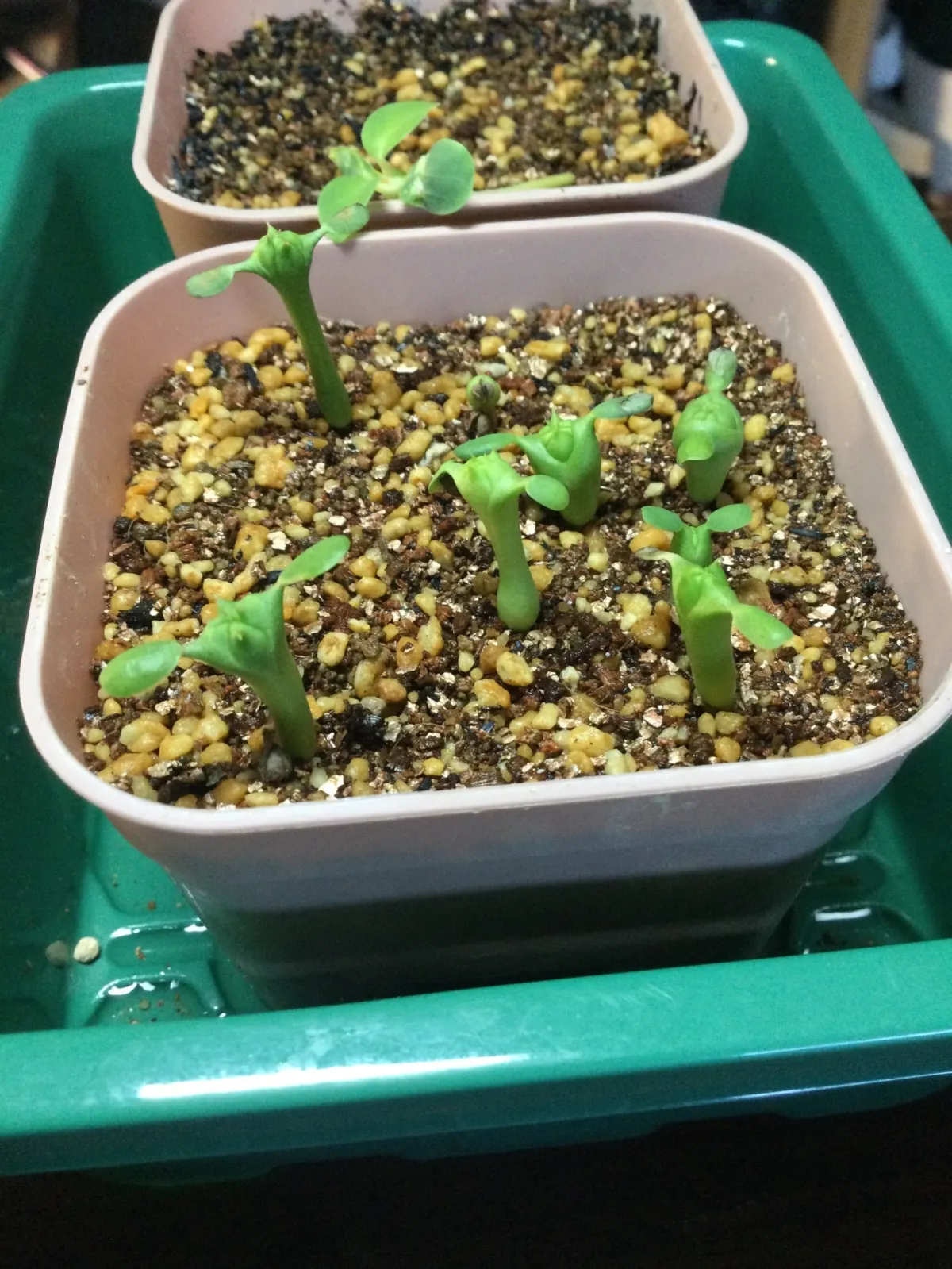 Euphorbia obesa (ユーフォルビア オベサ)