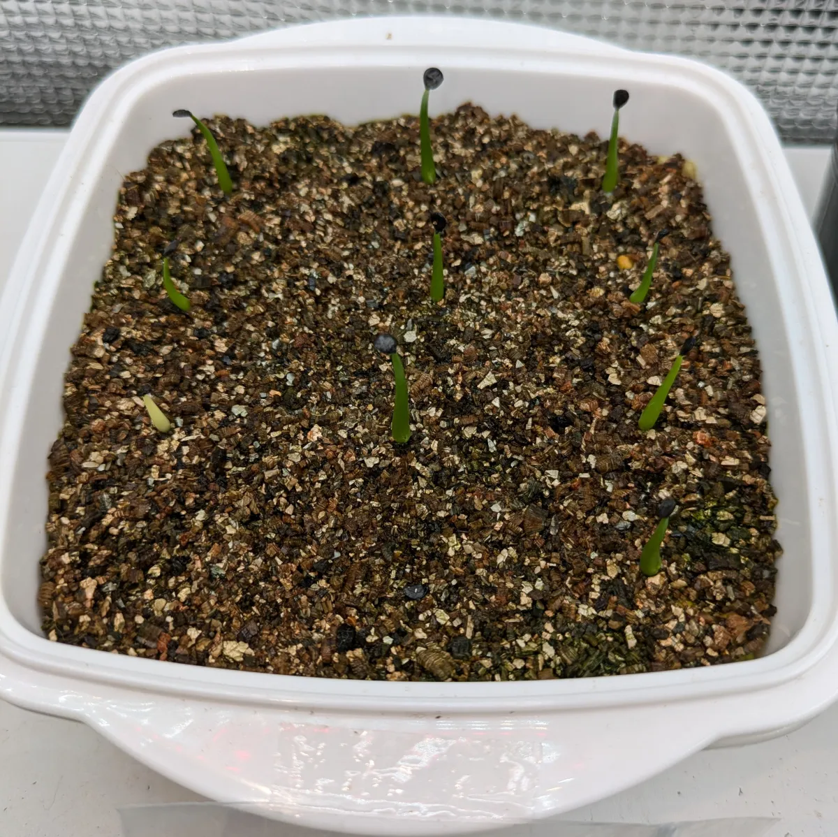 Agave utahensis var. eborispina (アガベ エボリスピナ ヘイフォード)