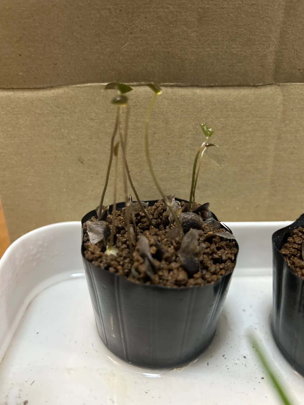 Dioscorea elephantipes ([チャレンジ種子] 亀甲竜)