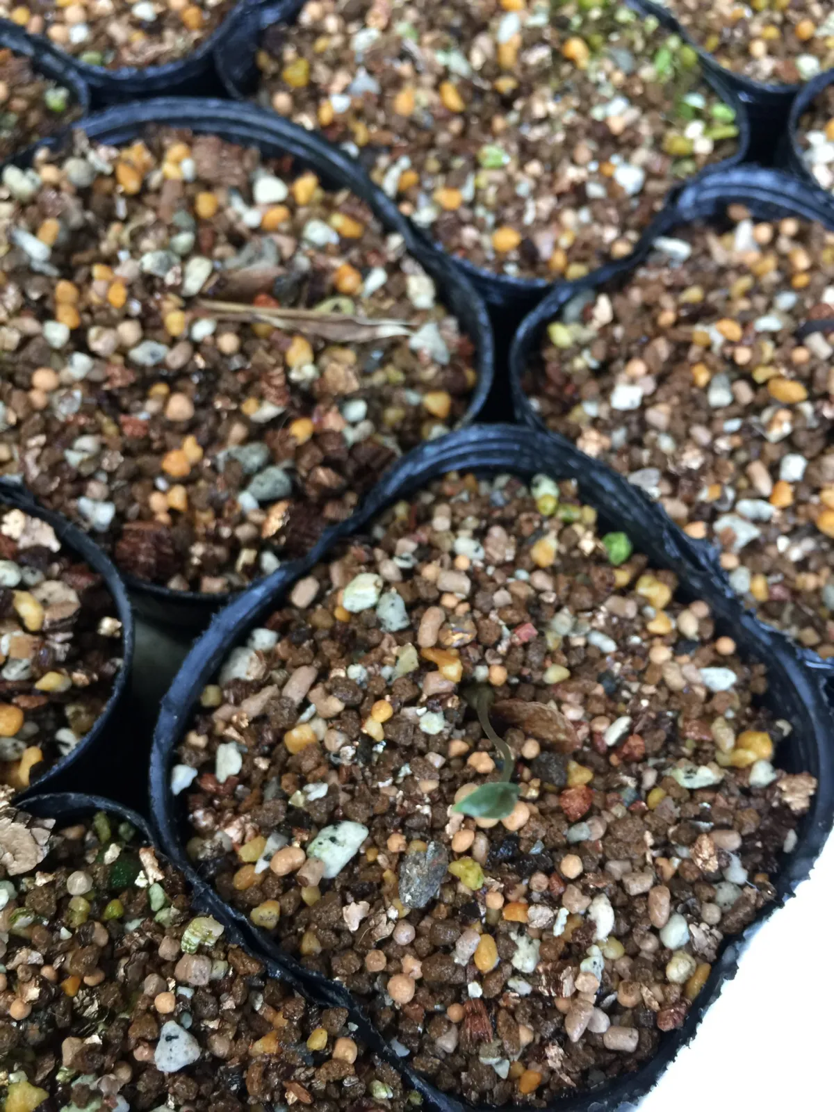 Dioscorea elephantipes (ディオスコレア エレファンティペス)