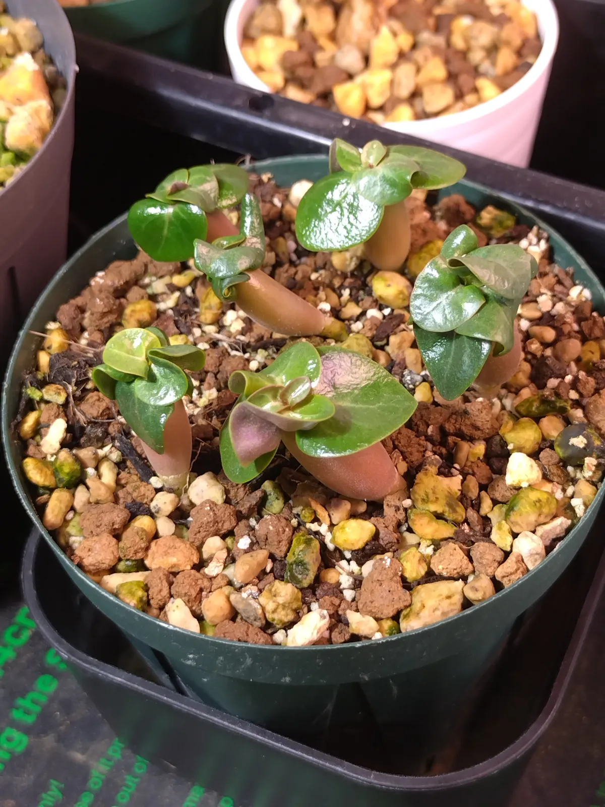 DHA Adenium thai socotranum DHA (アデニウム)