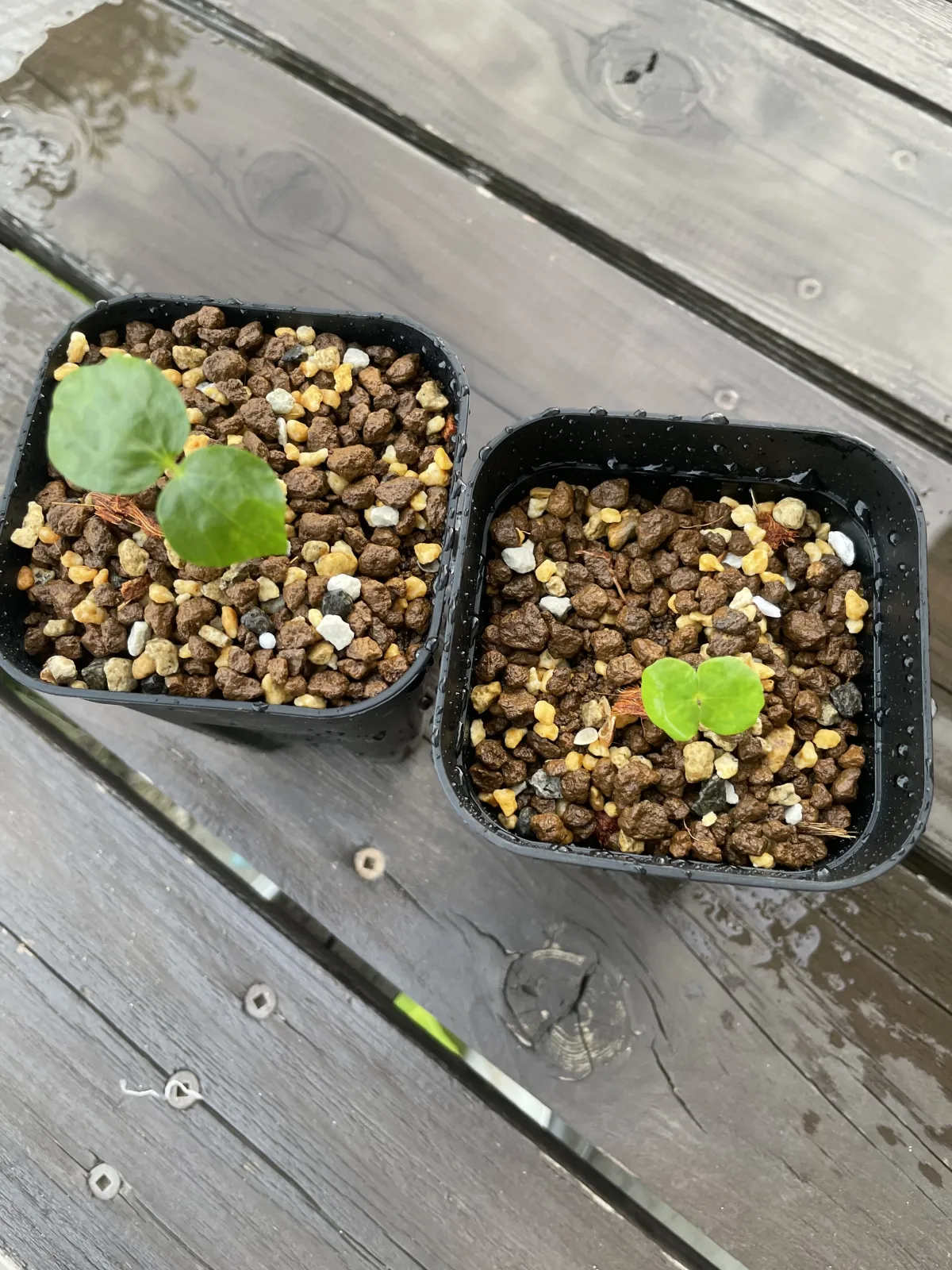 Commiphora monstruosa (コミフォラ モンストローサ)