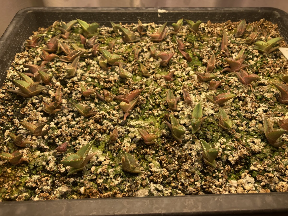 Agave titanota Blue Lot. (アガベ チタノタブルー)
