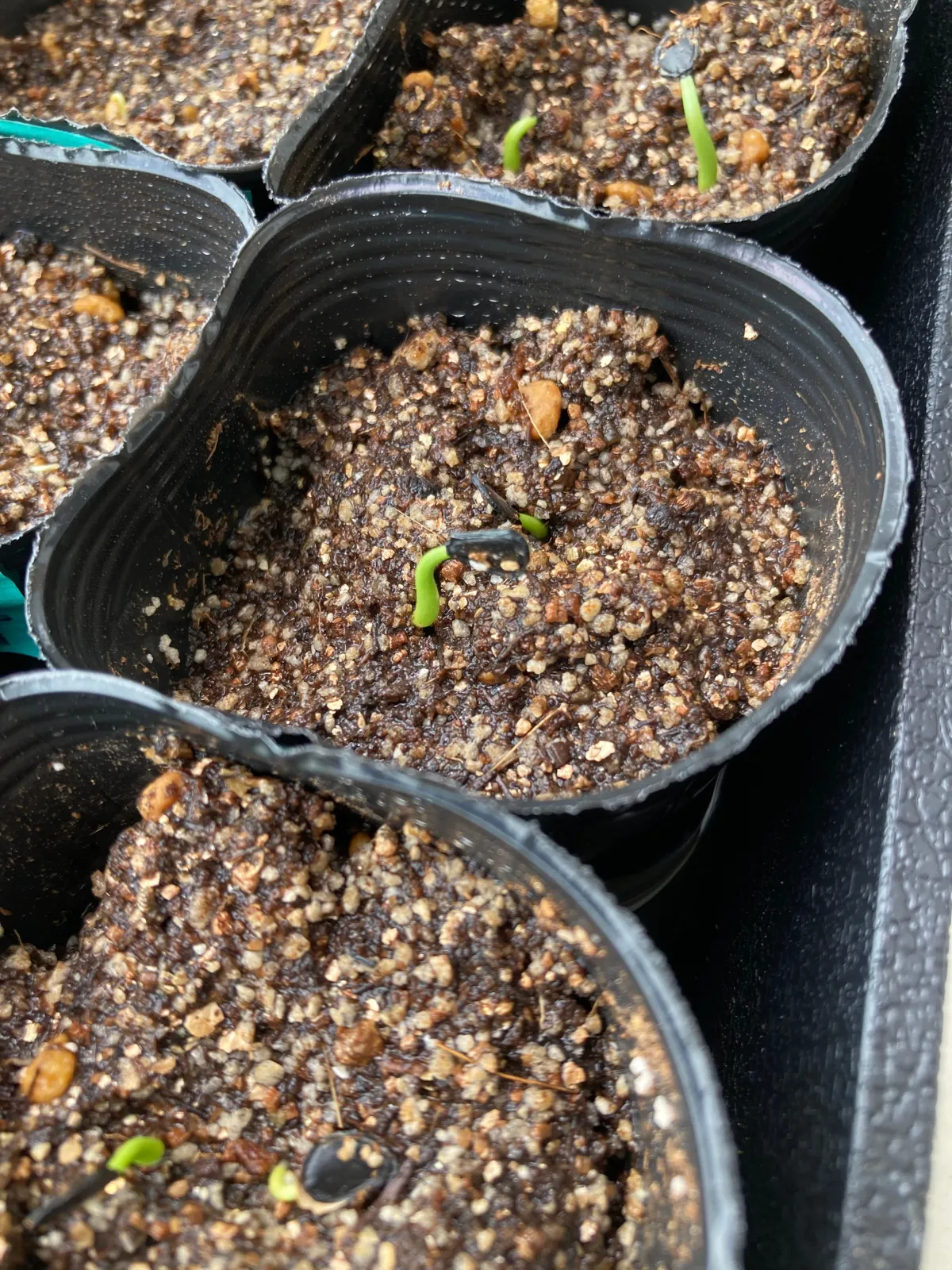 Agave parryi huachucensis Wakefield (アガベ パリー ウェイクフィールド)