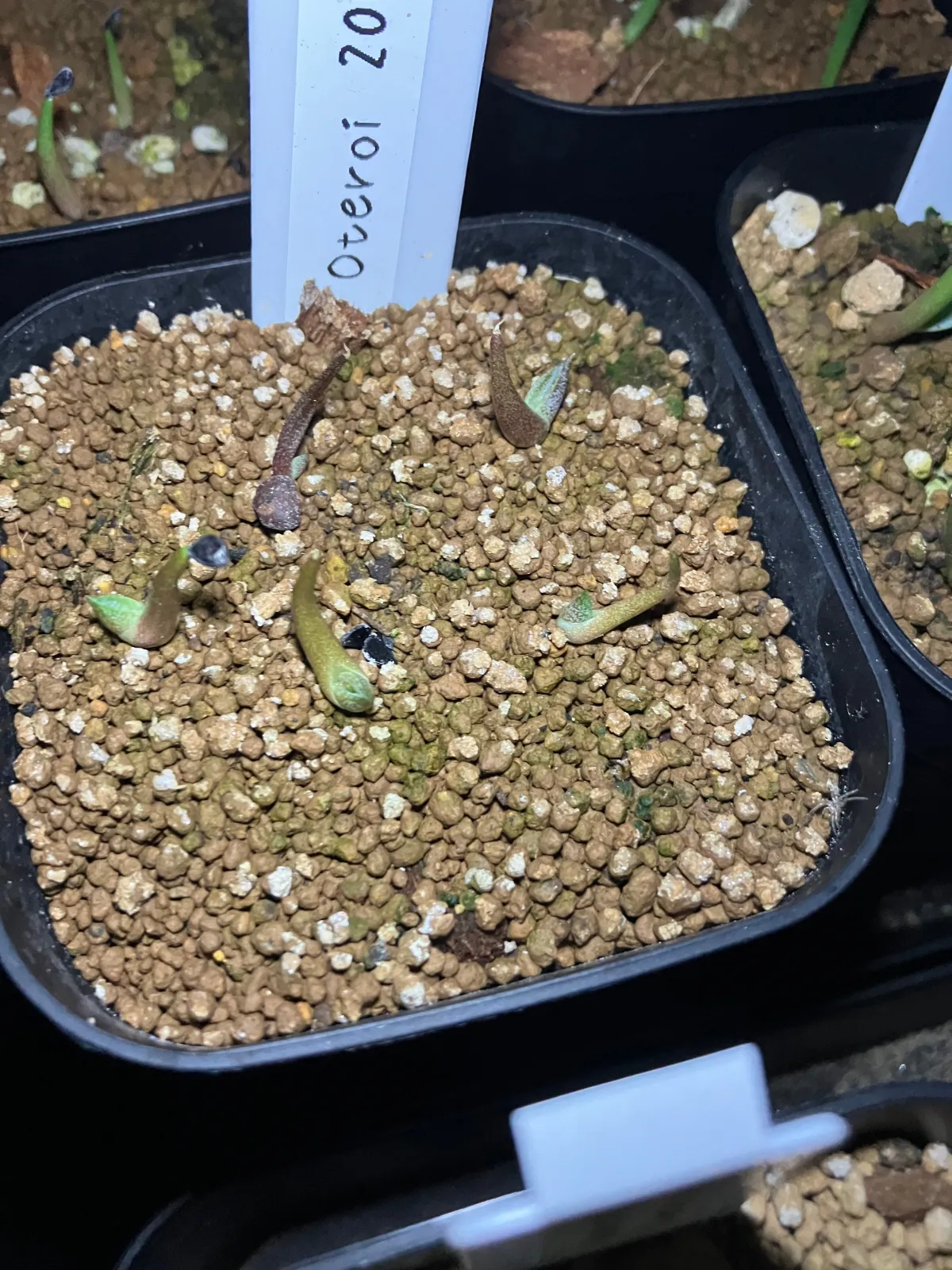 Agave oteroi Lot. (アガベ オテロイ)