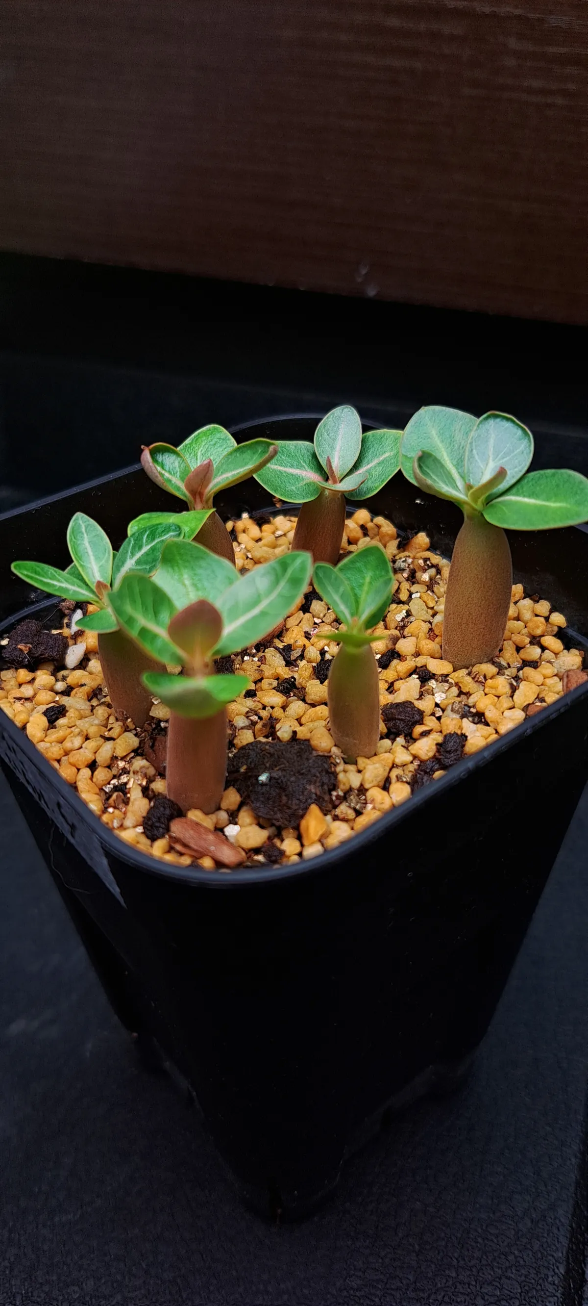 Adenium arabicum Godji hybrid (アデニウム アラビカムゴッジハイブリッド)
