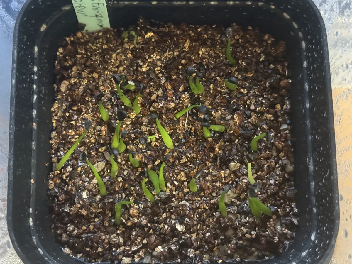 Agave utahensis var. eborispina Corkscrew (アガベ ユタエンシスコークスクリュー)