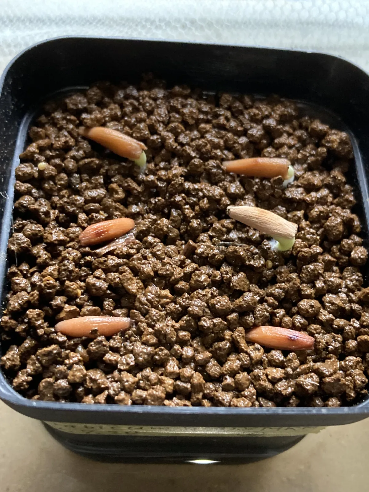 x MKMK Adenium arabicum Godji x MKMK (アデニウム ゴッジ)