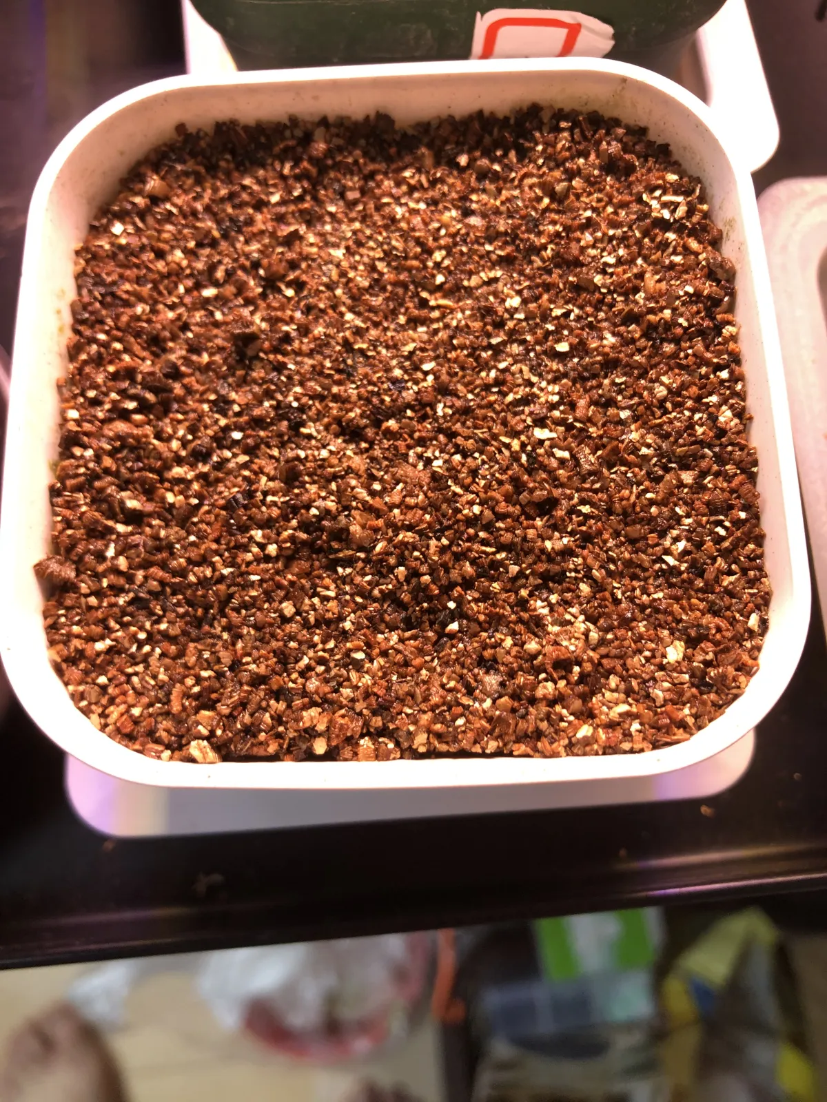 Pachypodium rosulatum var. gracilius ([無料種子] 発芽難 パキポディウム グラキリス　)