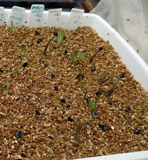Agave victoriae-reginae (アガベ バスタマンテ)