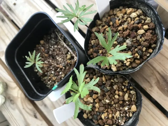 Bursera fagaroides (ブルセラ ファガロイデス)
