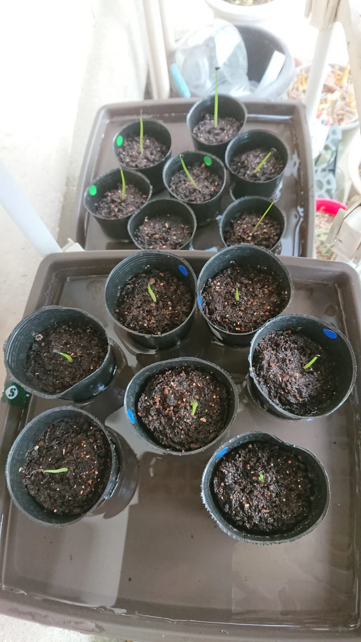 Agave titanota Blue Lot. (アガベ チタノタブルー)