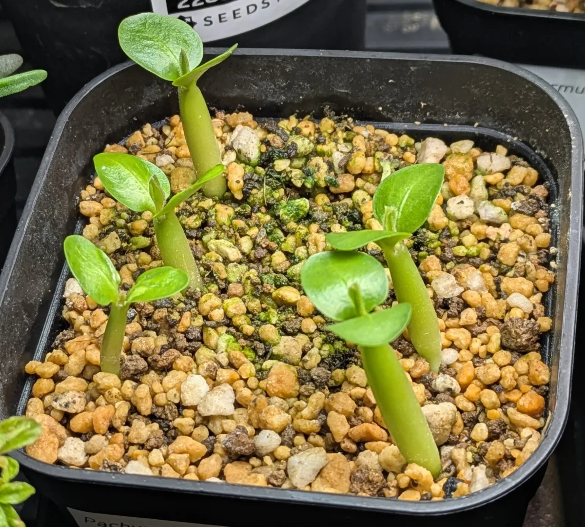 Pachypodium saundersii (パキポディウム サンデルシー)