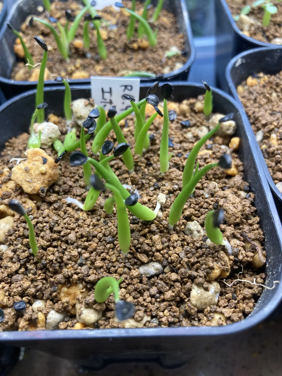 Agave utahensis var. eborispina (アガベ エボリスピナ)