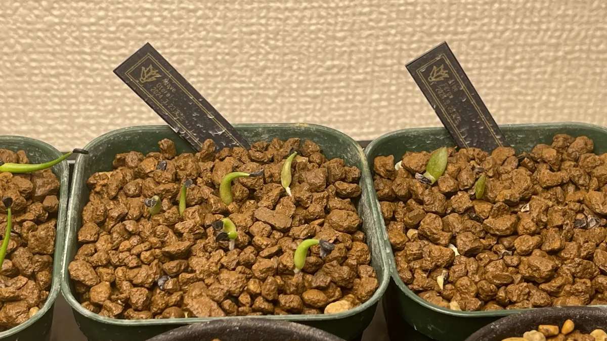 Agave oteroi Lot. (アガベ オテロイ)