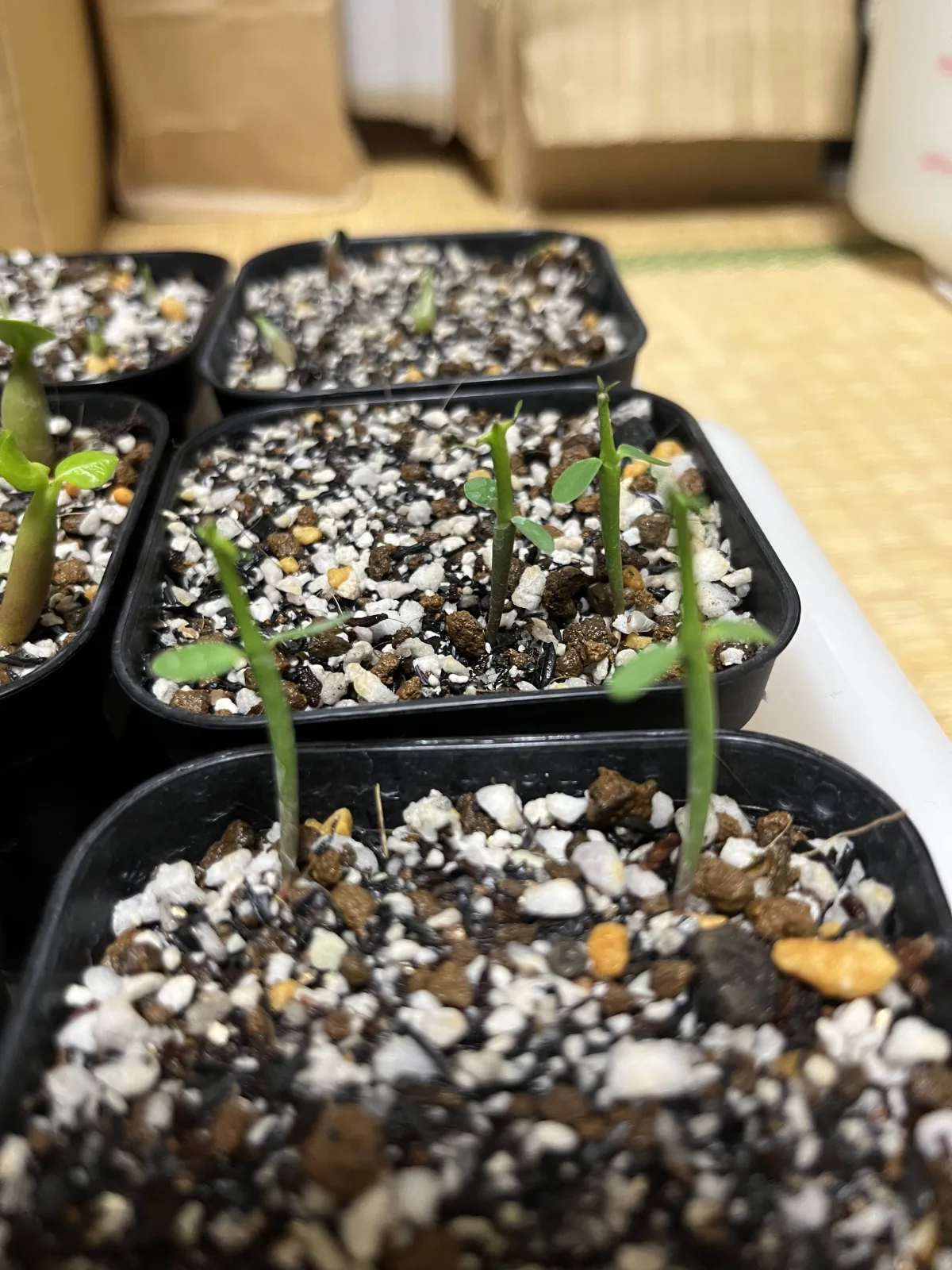 Euphorbia stenoclada (ユーフォルビア ステノクラーダ)