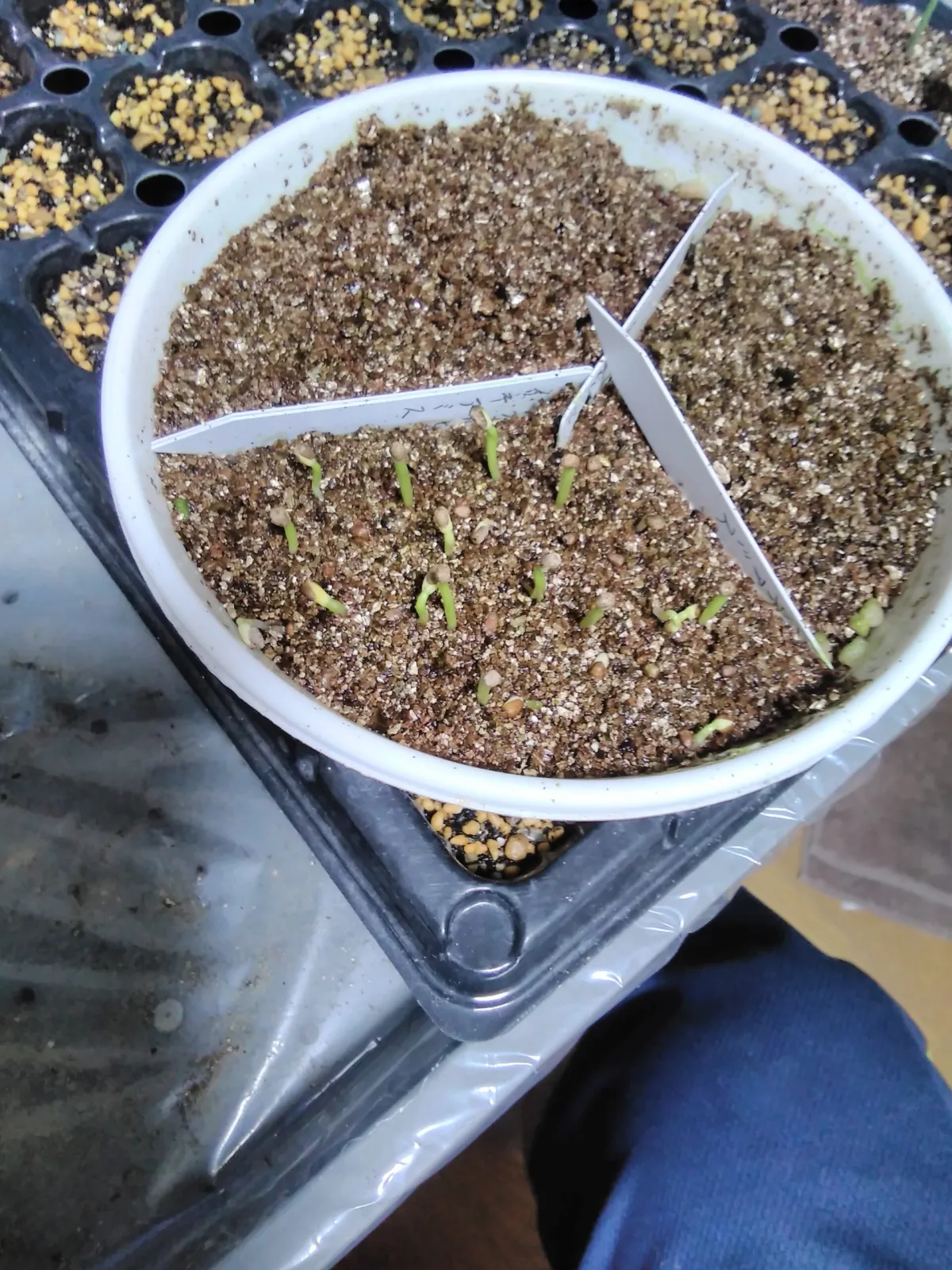 Euphorbia inermis (ユーフォルビア イネルミス 九頭竜)