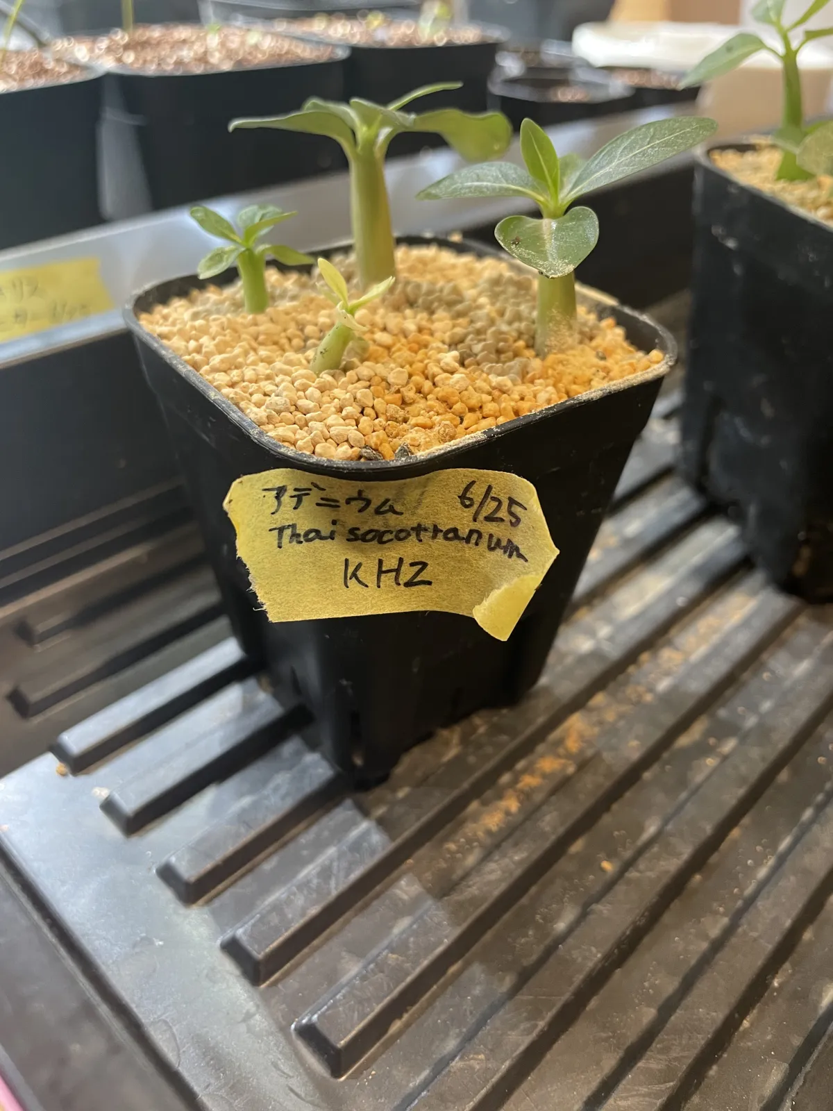 KHZ Adenium thai socotranum KHZ (アデニウム タイ ソコトラナム)
