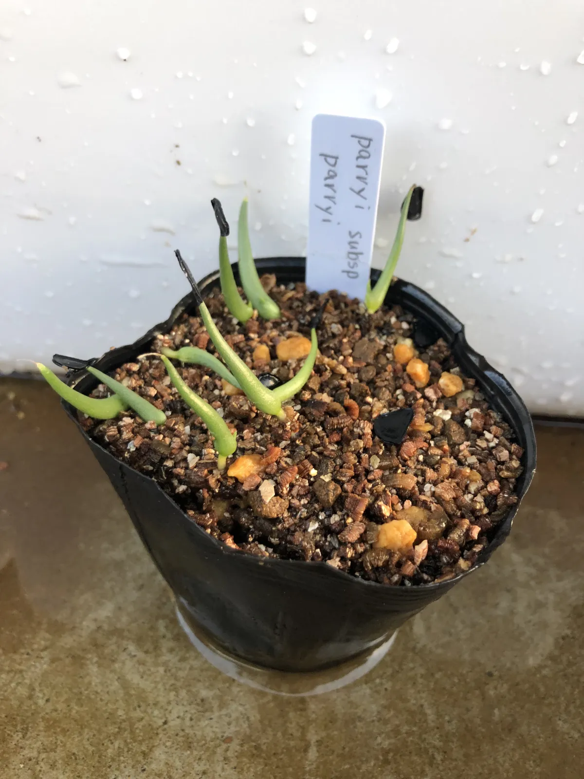 Agave parryi ssp. parryi (アガベ パリー)