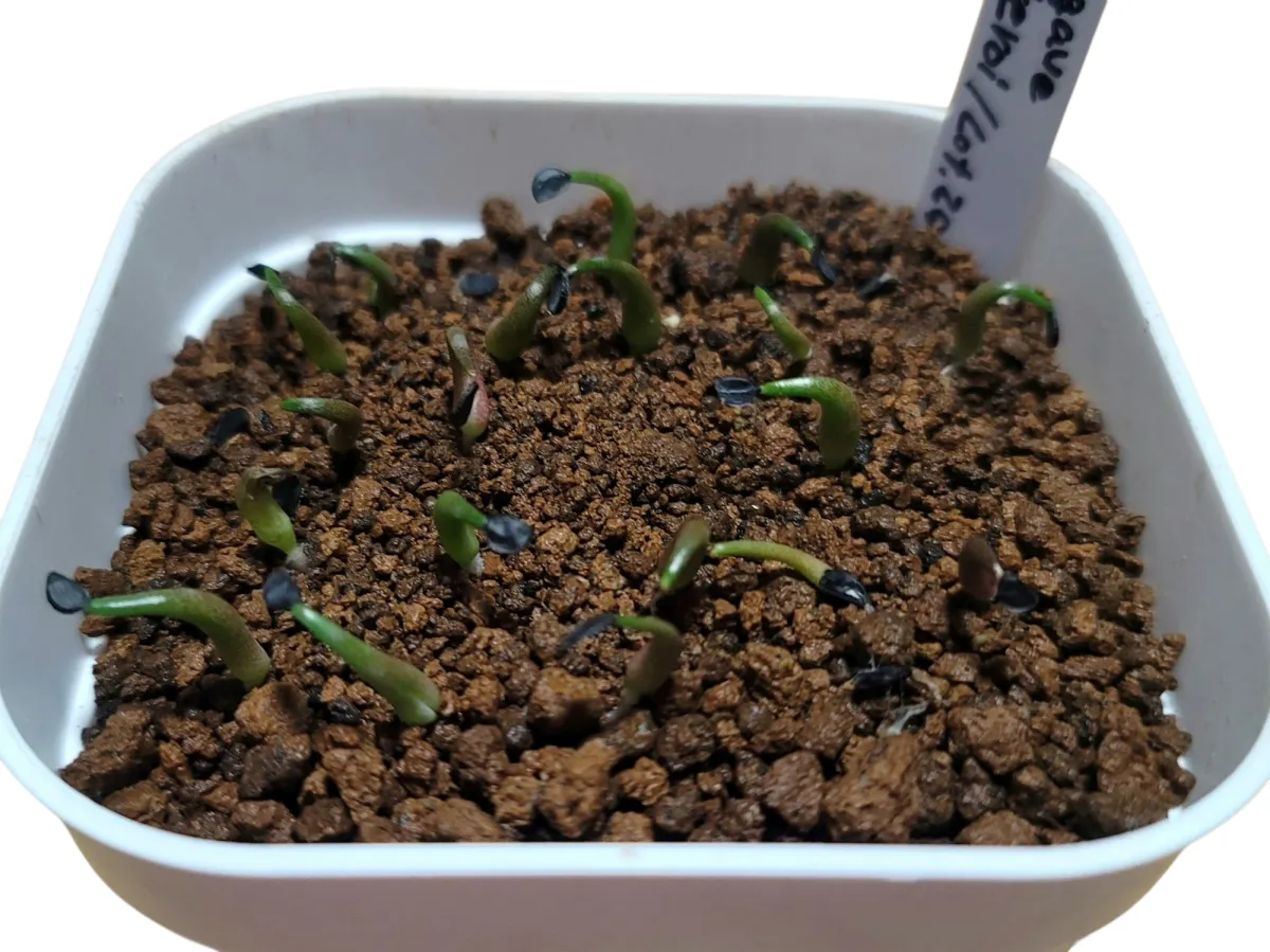 Agave oteroi Lot. (アガベ オテロイ)