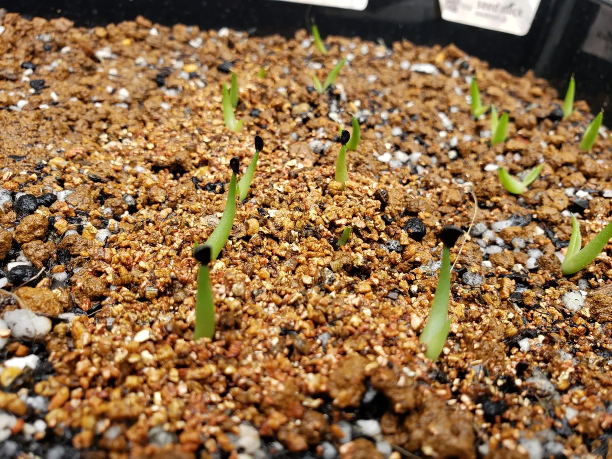Agave titanota Blue Lot. (アガベ チタノタブルー)