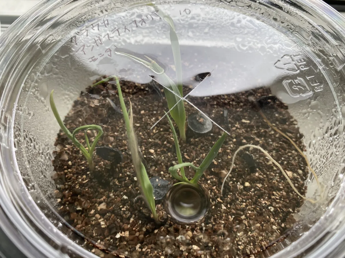 Yucca glauca angustifolia (ユッカ グラウカ アンガスティフォリア)