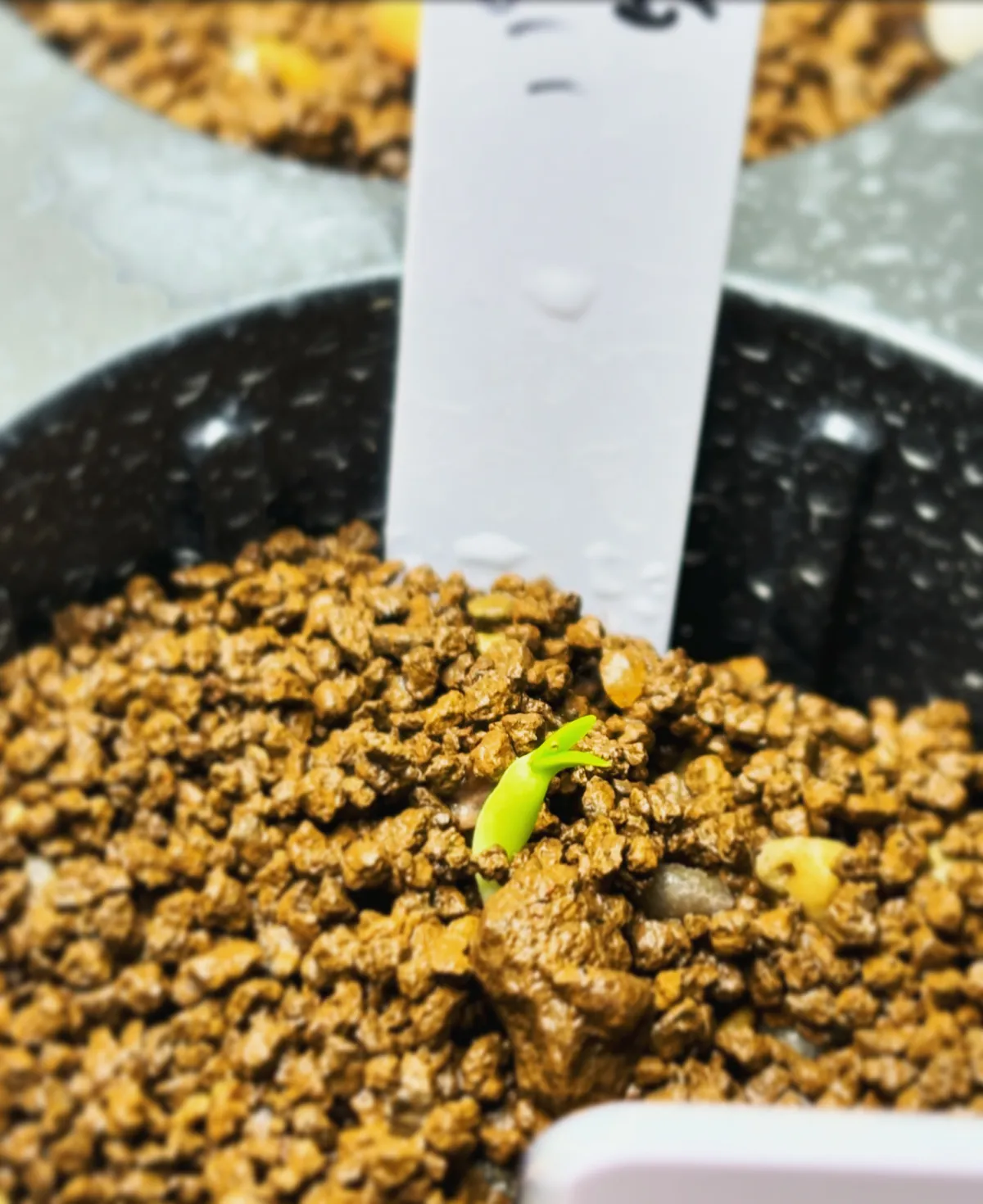 Pachypodium succulentum (パキポディウム サキュレンタム)