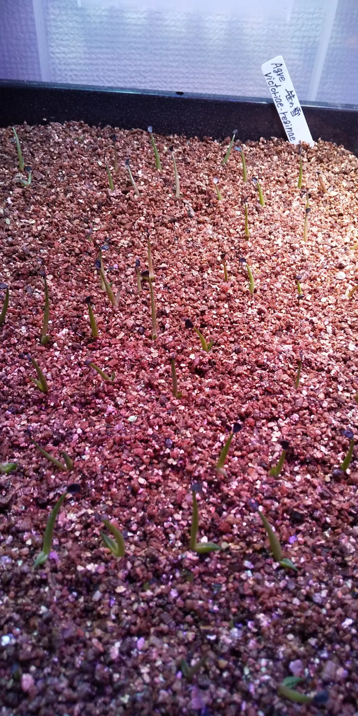 Agave victoriae-reginae ssp. victoriae-reginae (アガベ ビクトリアレジーナエ 笹の雪)