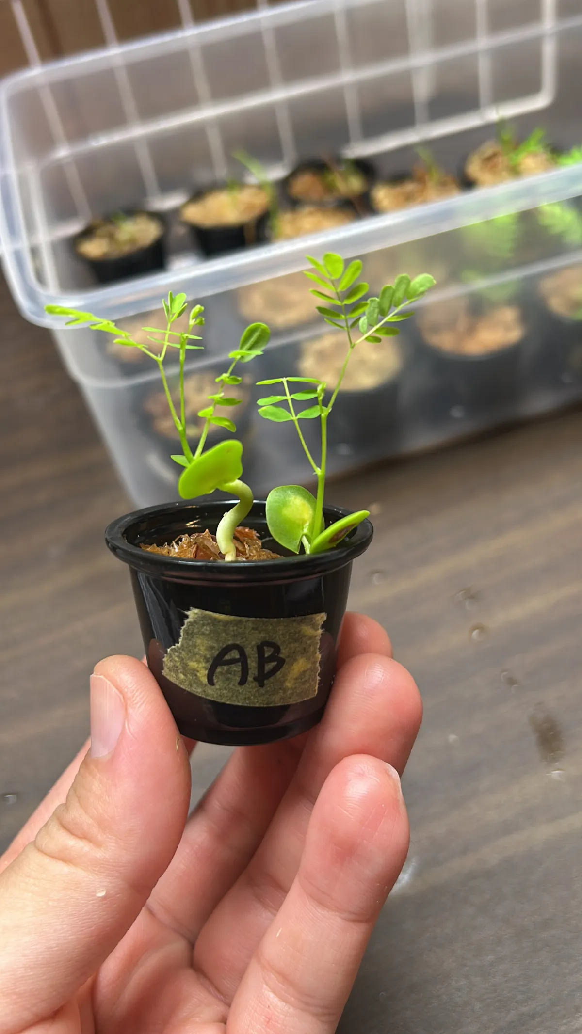Acacia burkei (アカシア ブルケイ)