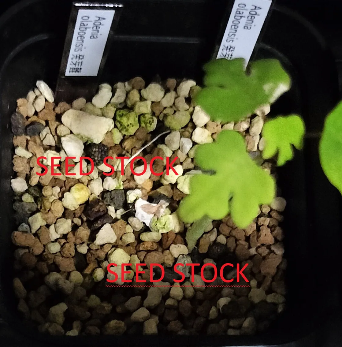 Adenia olaboensis ([発芽チャレンジ] アデニア オラボエンシス)