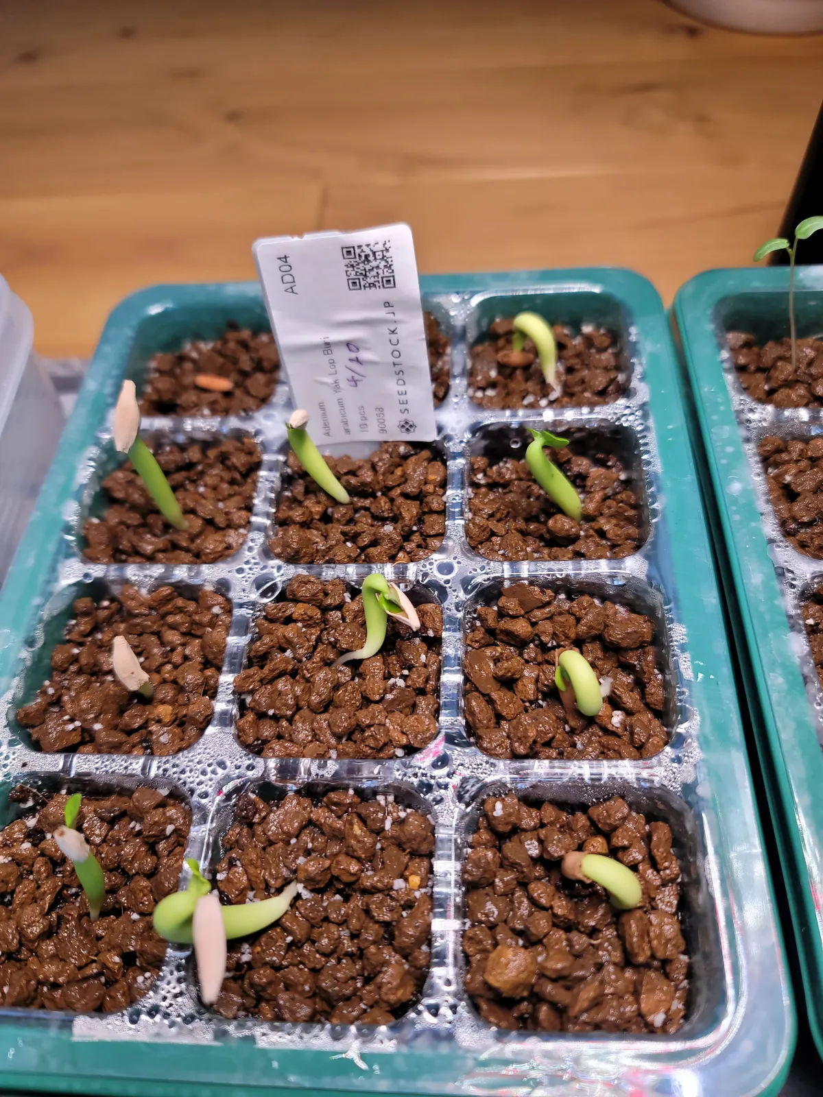 YLB Adenium arabicum Yak Lop Buri (アデニウム アラビカム)