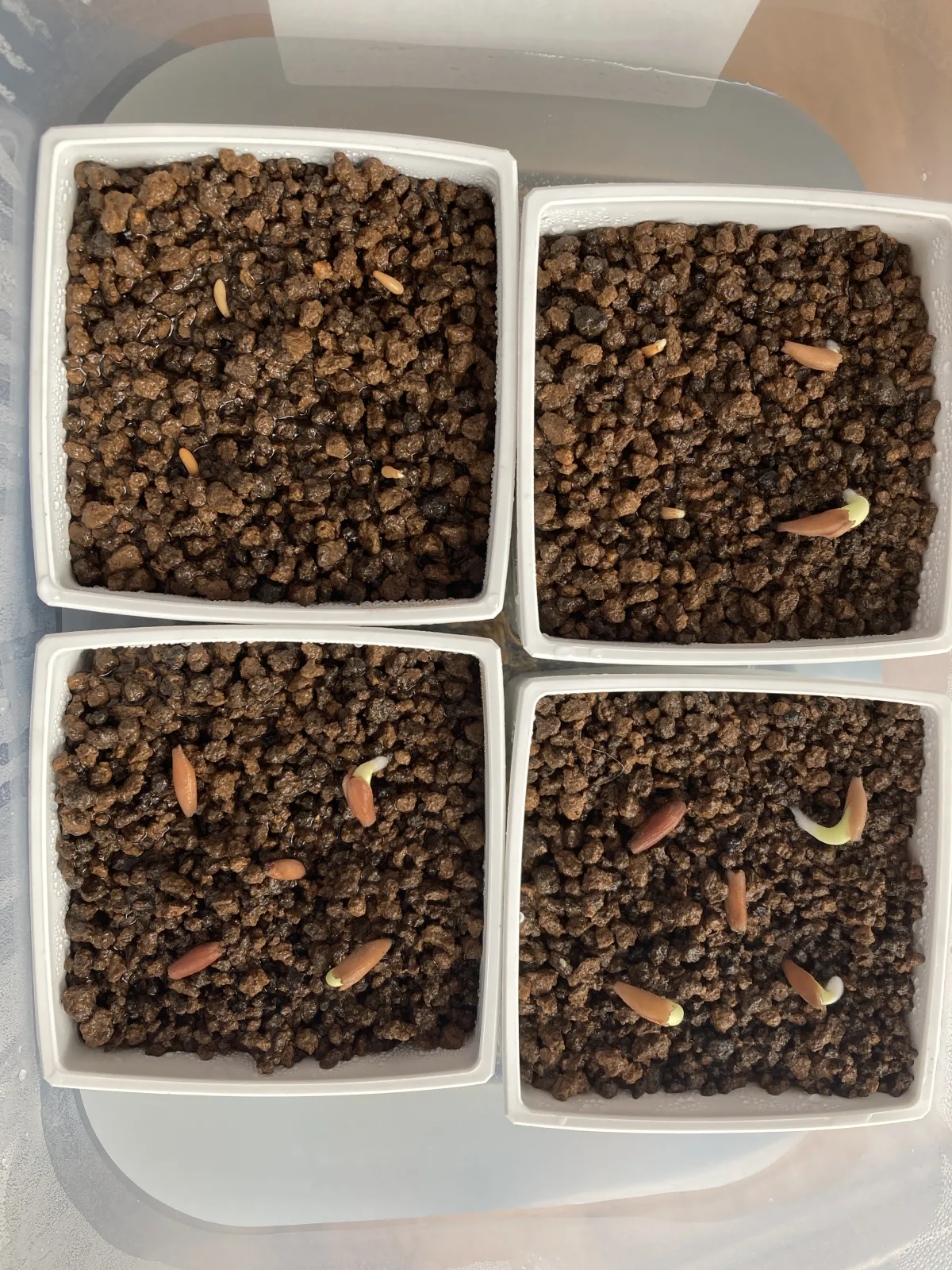 YLB Adenium arabicum Yak Lop Buri (アデニウム アラビカム)