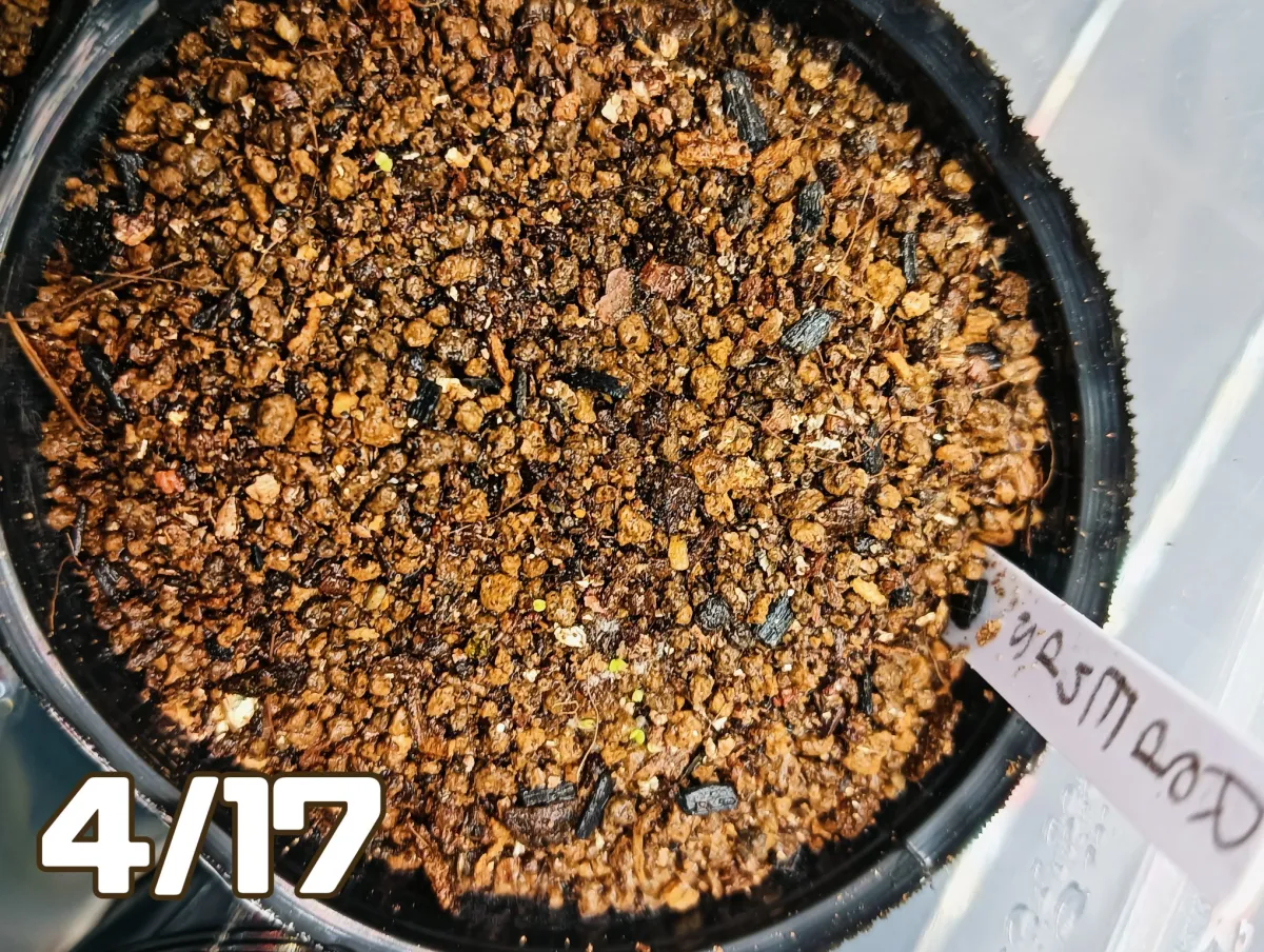 Echeveria agavoides  red ends (エケベリア アガボイデスレッドエンズ)