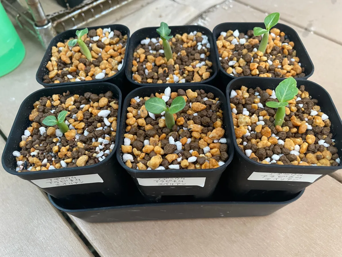 Adenium arabicum Alien (アデニウム エイリアン)
