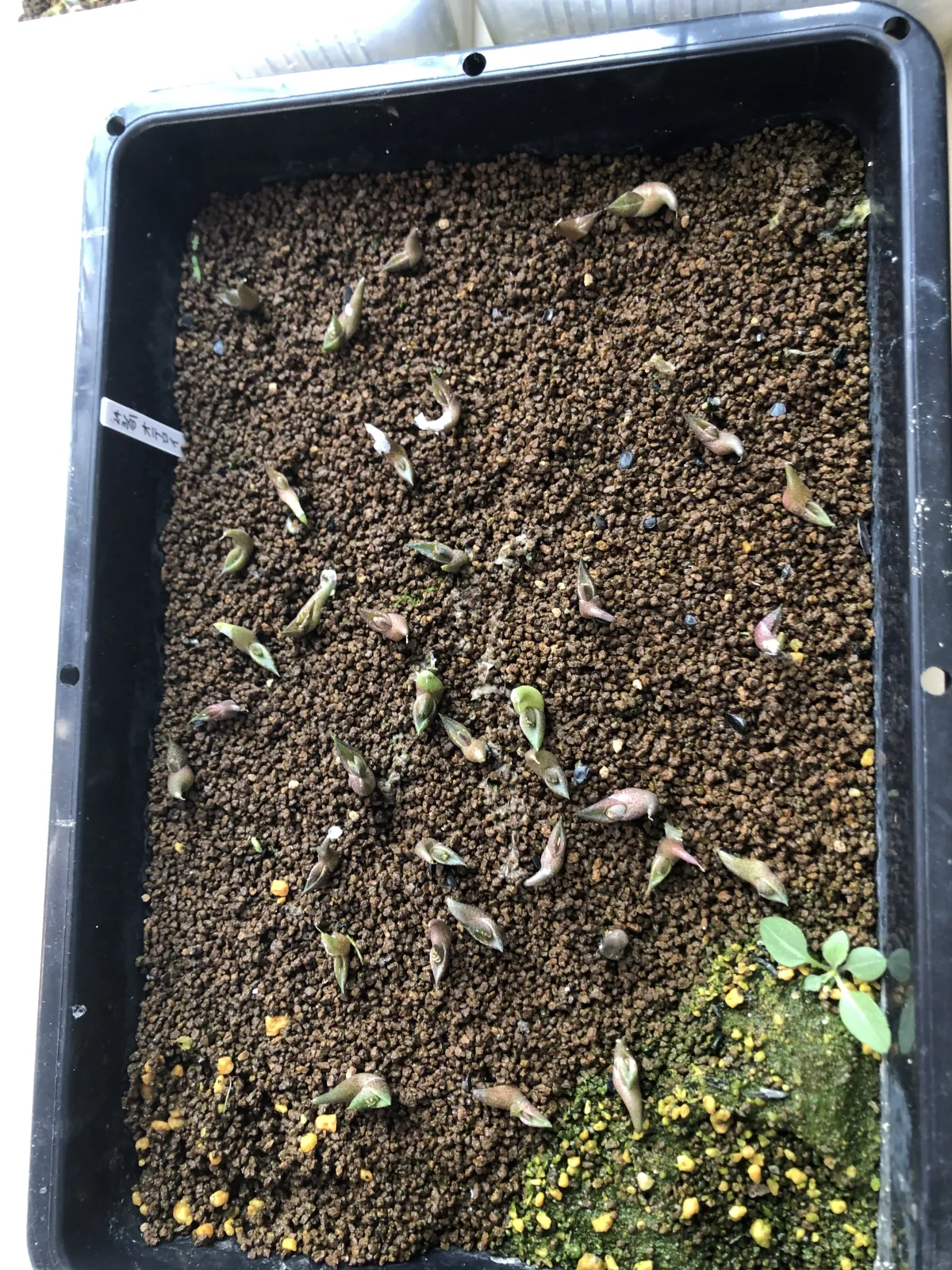 Agave oteroi Lot. (アガベ オテロイ)