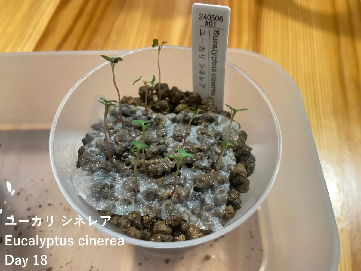 Eucalyptus websteriana (ユーカリ ウェブステリアナ)