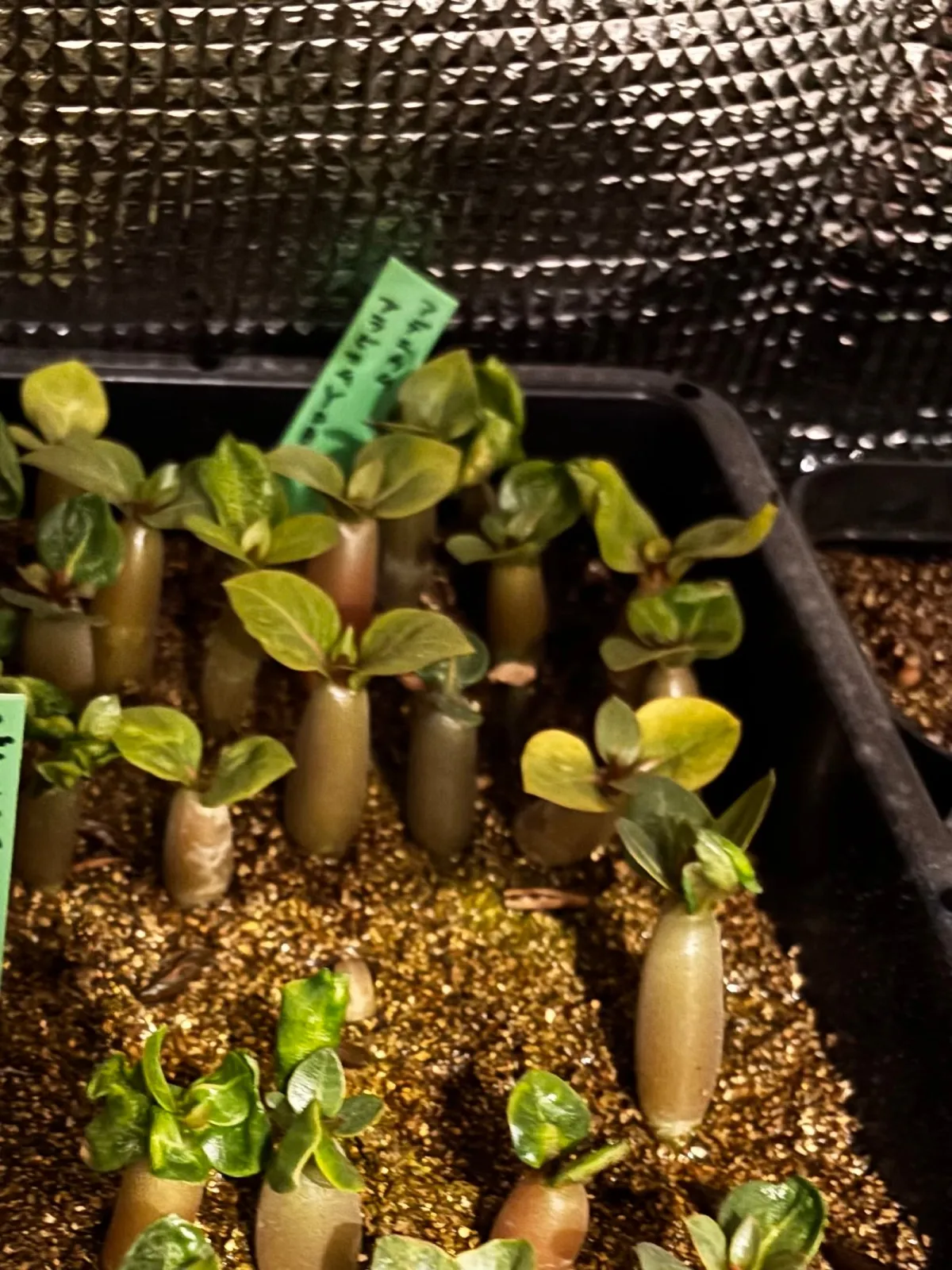 YSB Adenium arabicum Yak Sing Buri (アデニウム アラビカム)