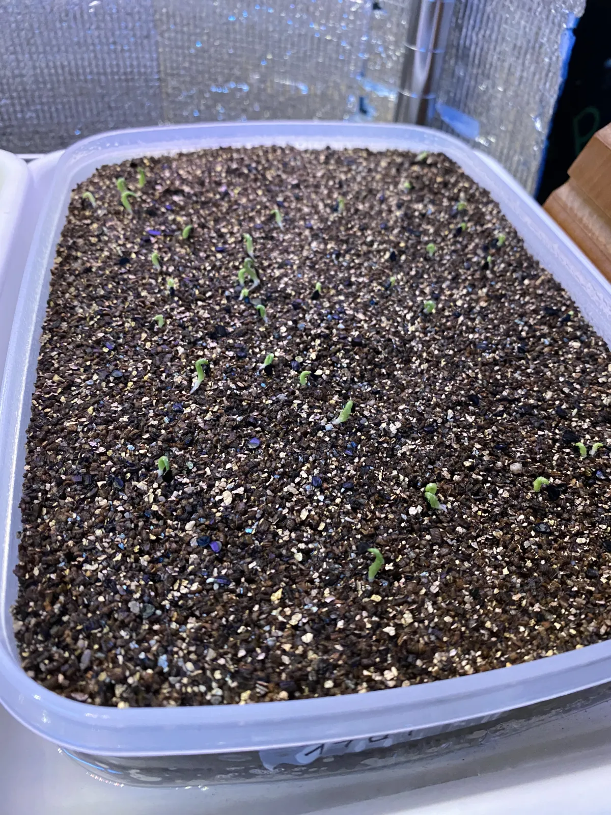 Agave oteroi Lot. (アガベ オテロイ)