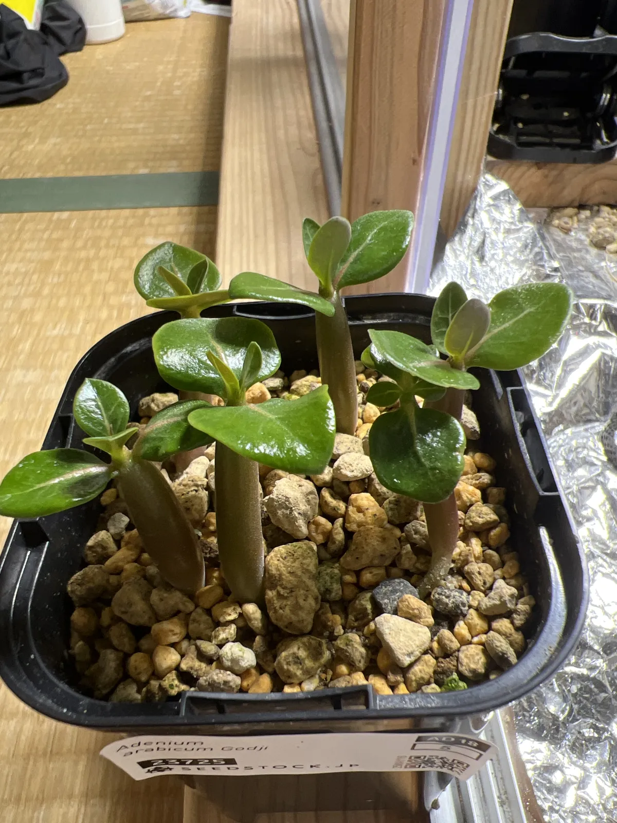 Adenium arabicum Godji (アデニウム アラビカムゴッジ)