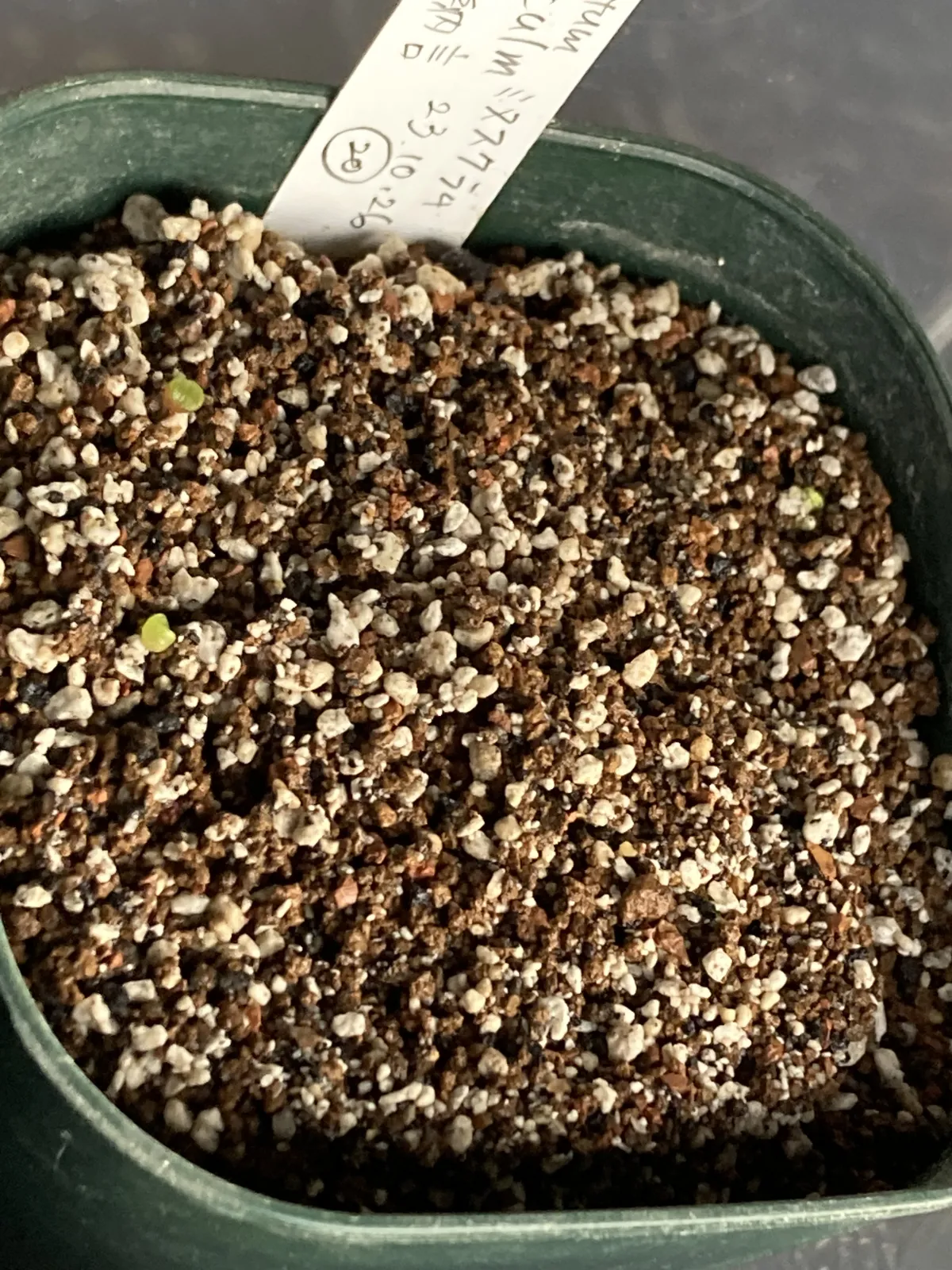 Conophytum minusculum (コノフィツム ミヌスクラム)