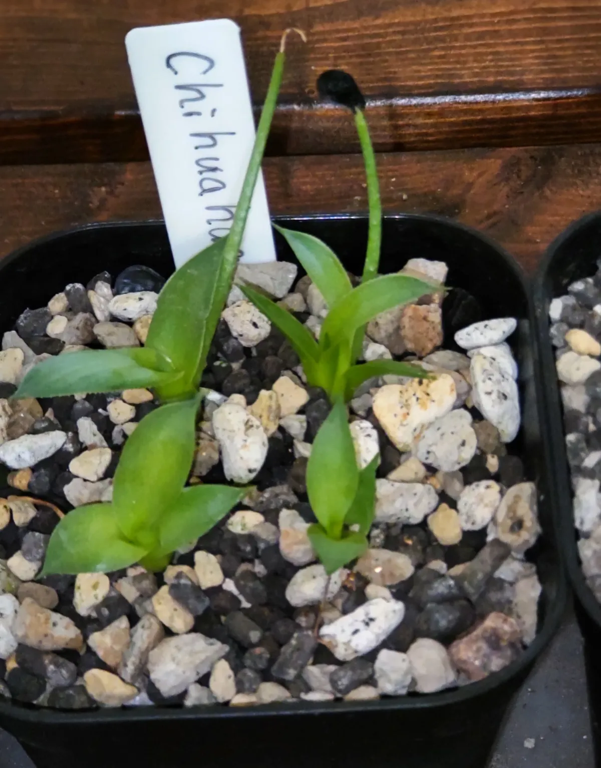 Agave parryi (アガベ パリー チワワ)