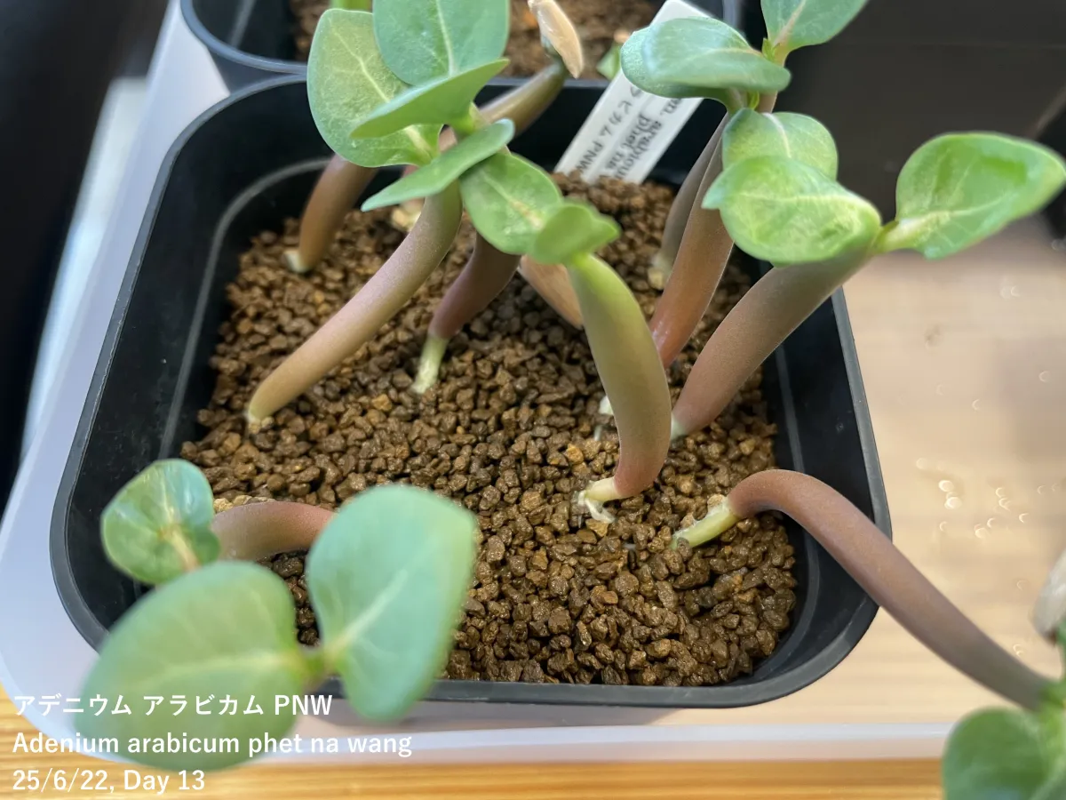 PNW Adenium arabicum phet na wang (アデニウム アラビカム)