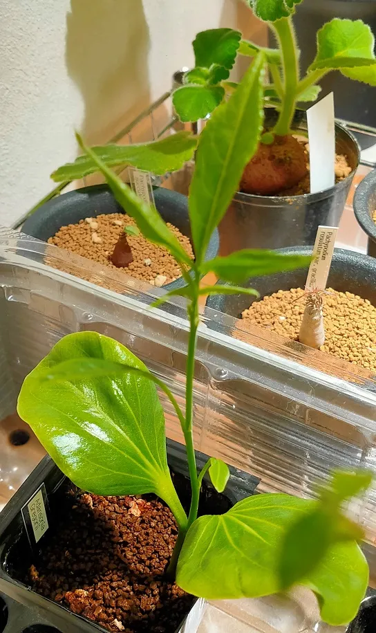 Adansonia gregorii ([モニター種子] バオバブ)
