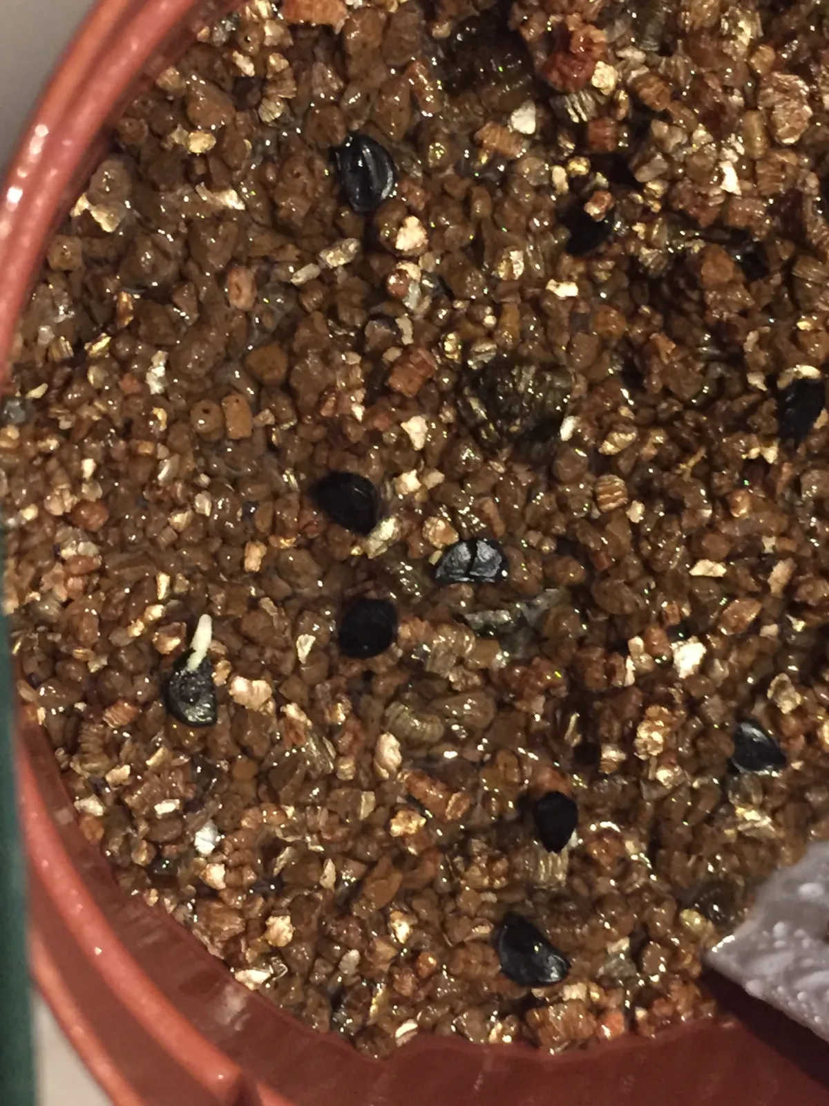 Agave titanota Blue Lot. (アガベ チタノタブルー)