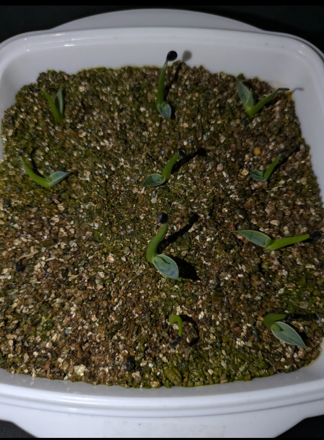 Agave utahensis var. eborispina (アガベ エボリスピナ ヘイフォード)
