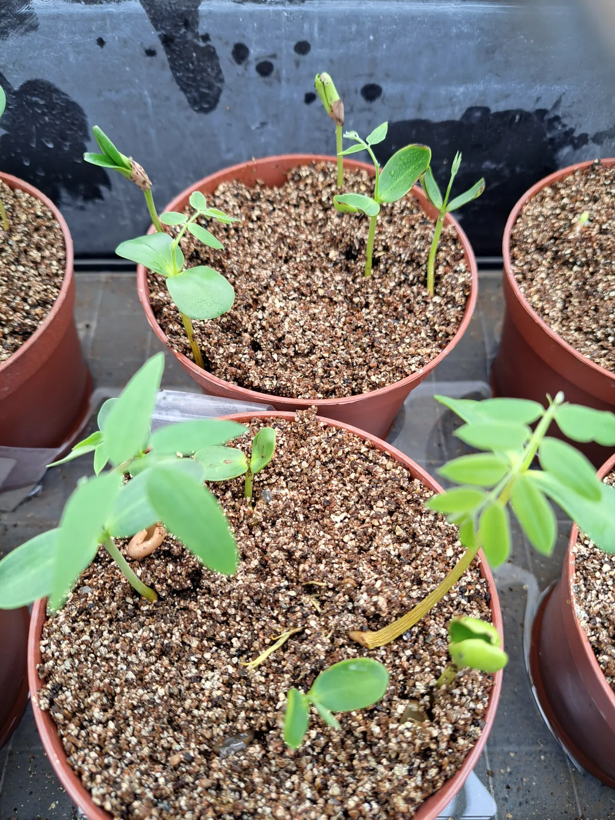 Cassia bakeriana (カッシア バケリアナ)