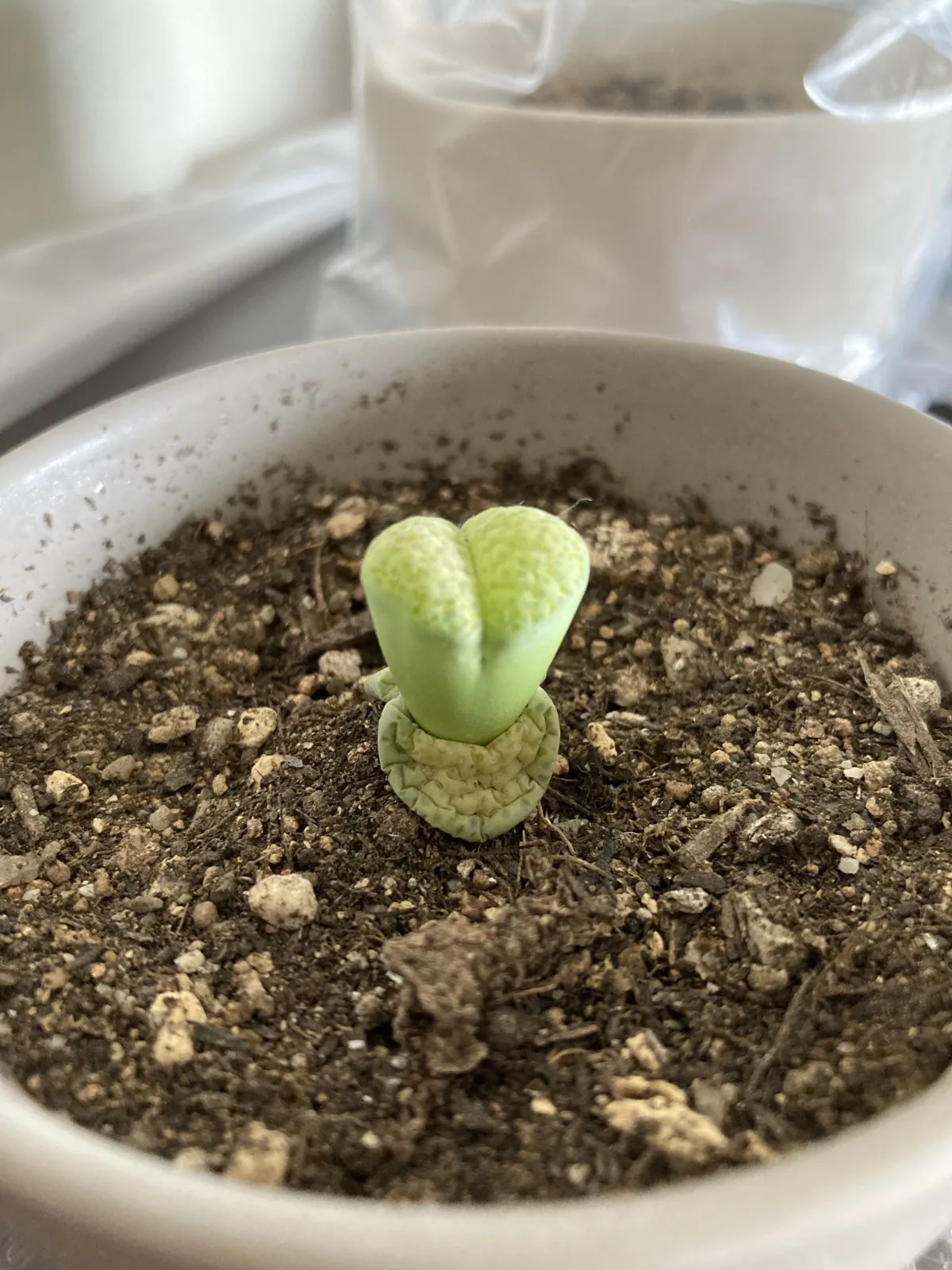 Lithops Mix Seeds (リトープス ミックス)