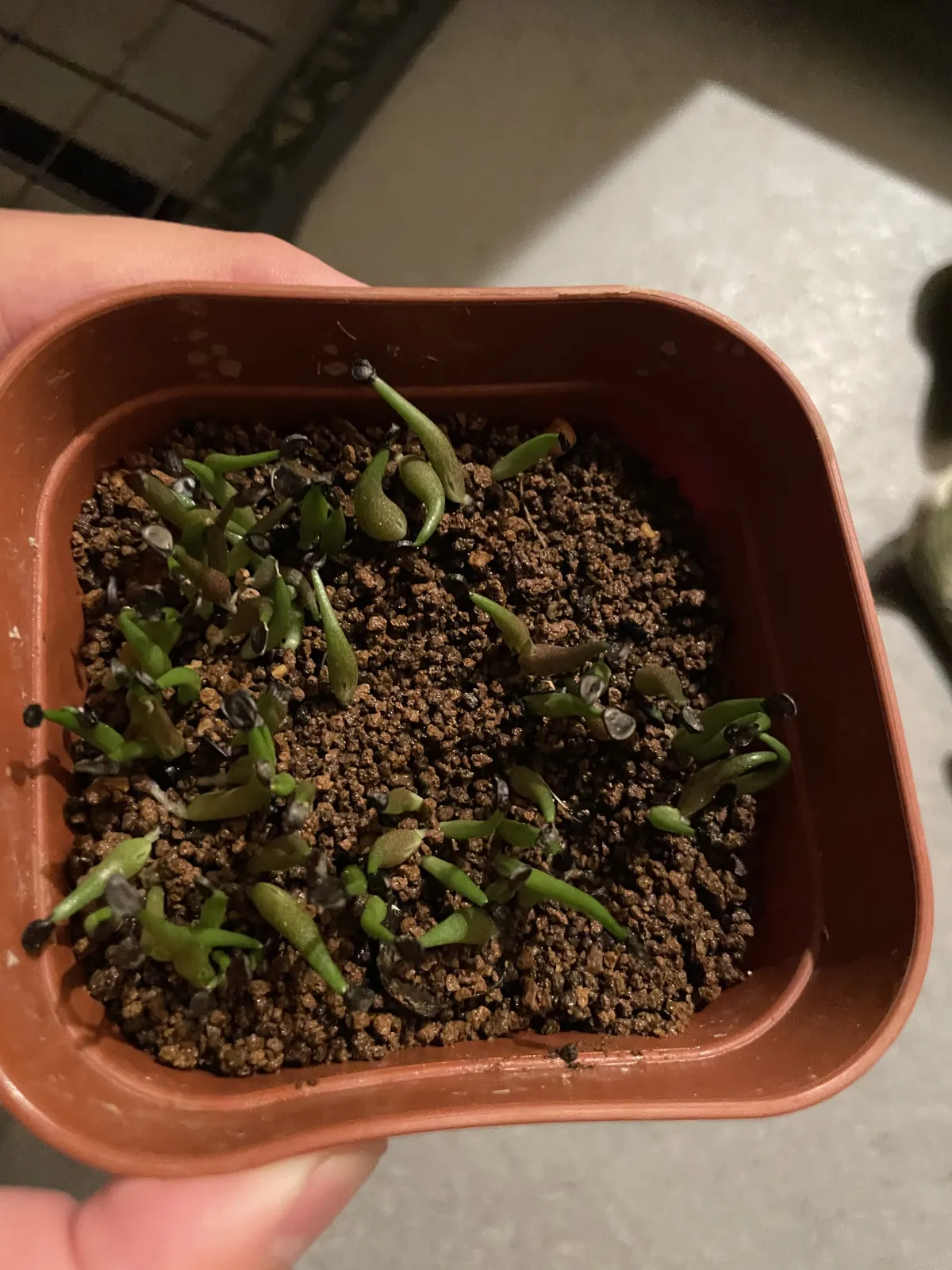 Agave oteroi Lot. (アガベ オテロイ)