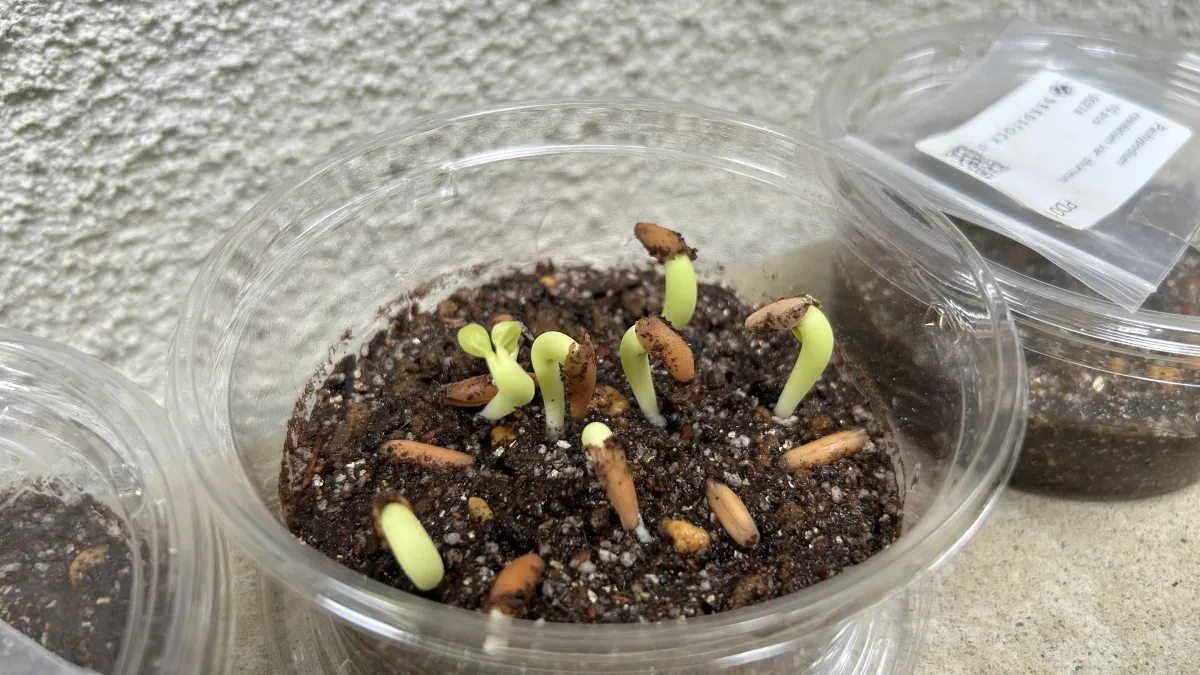 Adenium arabicum Black Dragon (アデニウム ブラックドラゴン)