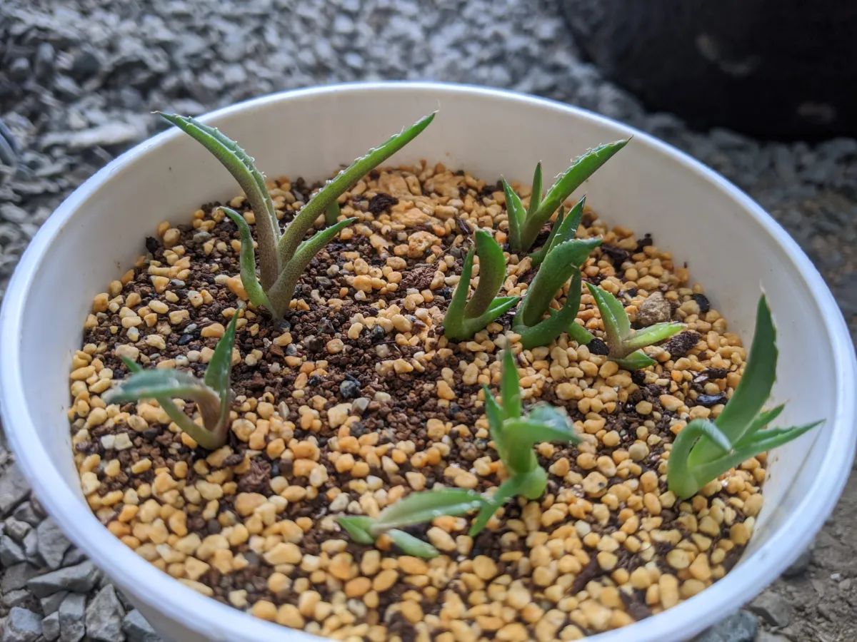 Agave ghiesbreghtii (アガベ パルプソーラム)